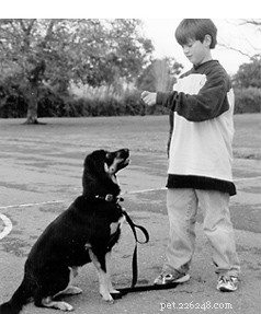How to Engage Your Kids in Positive Dog Training for a Happier Family