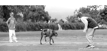 How to Engage Your Kids in Positive Dog Training for a Happier Family