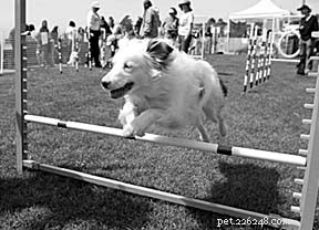 Training Deaf Dogs: Proven Strategies & Hand Signals