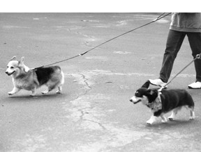 Convincing a Reluctant Partner to Embrace Positive Dog Training