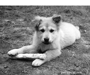 Convincing a Reluctant Partner to Embrace Positive Dog Training
