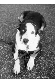 Getting Started with Positive Dog Training: A Beginner’s Guide