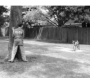 Make Dog Training Enjoyable: Strengthen Your Bond While Teaching Essential Commands