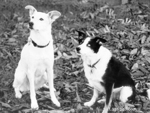 Getting Started with Positive Dog Training: A Beginner’s Guide