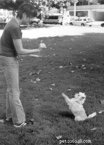 Master Dog Training: Hand Signal Techniques for Clear Communication