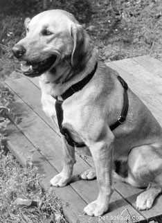 Harnesses: A Proven Tool for Positive Dog Training & Safety
