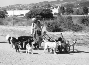 How Puppies Benefit from Mimicking Mature, Well-Behaved Dogs