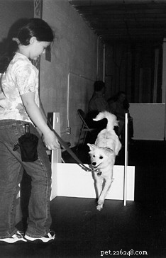 Playful Bonding: How Dog Play Boosts Socialization and Strengthens Relationships
