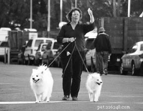 Master Advanced Positive Dog Training: Techniques & Terms for Deepening Bond