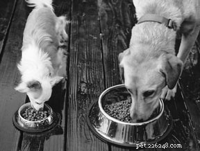 Turn Mealtime Into a Powerful Training Tool for Your Dog