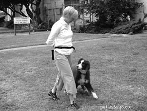 Master the Art of Leash Walking: Simple Steps to Train Your Dog to Walk Calmly by Your Side