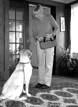 Train Your Dog to Greet People Calmly—No More Jumping