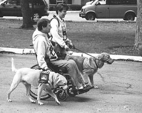 How Assistance Dogs Empower Mobility and Independence on Campus