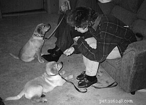 How Assistance Dogs Empower Mobility and Independence on Campus