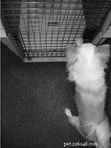 Navigating Dog Crate Challenges: Why Some Shelters Refuse Crate Use