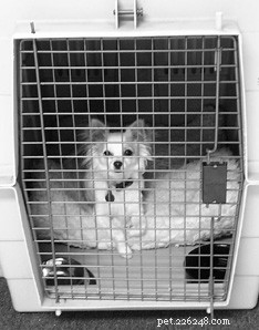 Effective House‑Training for Adult Dogs: A Step‑by‑Step Guide