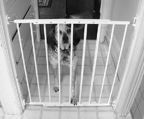 Effective House‑Training for Adult Dogs: A Step‑by‑Step Guide