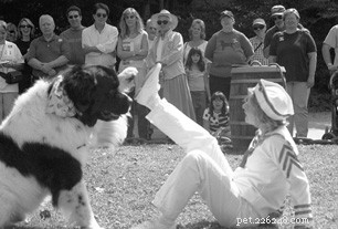 Canine Musical Freestyle: Elevate Your Dog s Performance and Bond