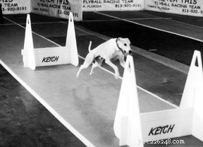 Gideon s Journey: Overcoming a Spinal Cord Injury to Return to Flyball