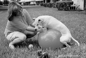 Gideon s Journey: Overcoming a Spinal Cord Injury to Return to Flyball
