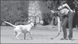 Mastering Fetch: Proven Techniques to Train Your Dog to Retrieve