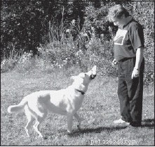 Mastering Fetch: Proven Techniques to Train Your Dog to Retrieve