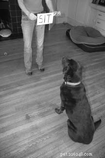 Train Your Dog to Read: Proven Techniques for Success