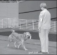 Mastering Fetch: Proven Techniques to Train Your Dog to Retrieve