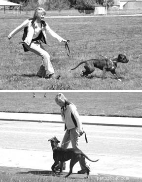 Effective Positive Training Techniques for Dog Obedience