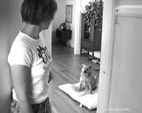 Teaching Your Dog a Reliable Stay Command