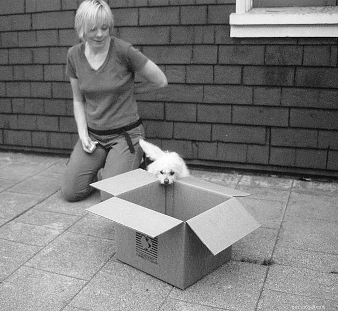 Effective Dog Training with Shaping: Proven Techniques for Success
