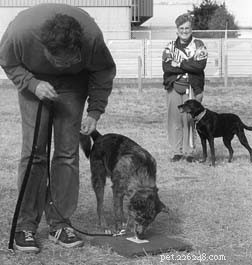 Effective Dog Training with Shaping: Proven Techniques for Success