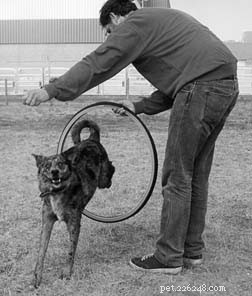 Effective Dog Training with Shaping: Proven Techniques for Success
