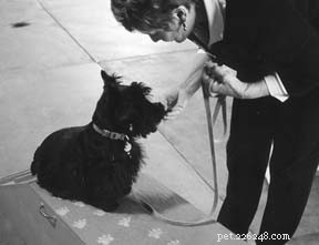 Effective Dog Training with Shaping: Proven Techniques for Success