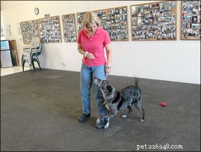 Avoid These 5 Common Mistakes in Dog Training
