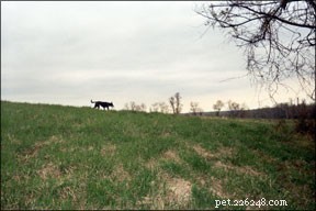 Mastering Off‑Leash Recall: Train Your Dog to Run Confidently