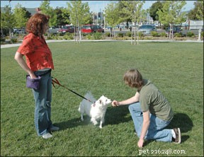 Avoid These 5 Common Mistakes in Dog Training