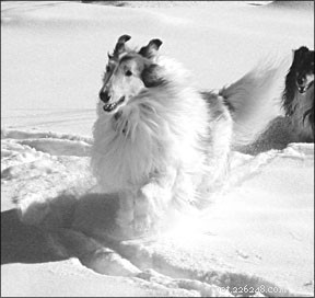 Boost Your Dog’s Performance: Expert Acupressure for Athletic Canines