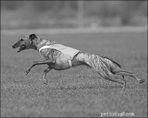 Boost Your Dog’s Performance: Expert Acupressure for Athletic Canines