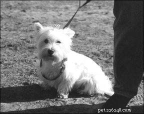 Essential House‑Training Tips: Consistent, Effective, and Stress‑Free for Your Dog