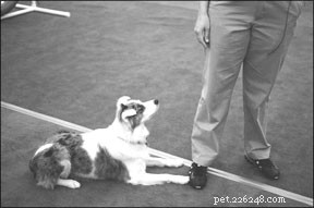 Effective Dog Training: Positive Reinforcement for Stronger Bonds