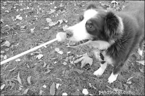 Master Leash Walking with Target Training: A Proven, Positive Approach
