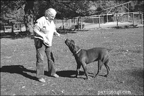 Master Leash Walking with Target Training: A Proven, Positive Approach