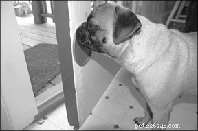 Master Leash Walking with Target Training: A Proven, Positive Approach