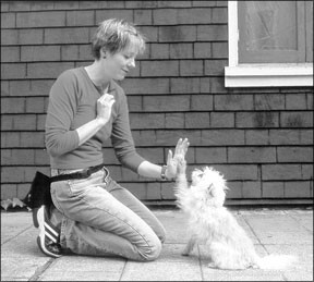 Master Leash Walking with Target Training: A Proven, Positive Approach