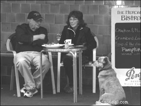 Expert Dog Training in Australia: Insights from a Leading Trainer