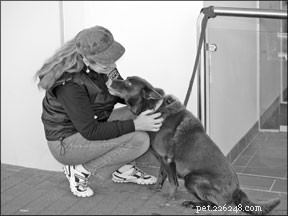 Expert Dog Training in Australia: Insights from a Leading Trainer