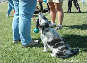Effective Dog Training: Treats, Praise, and Proven Techniques