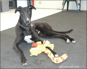 Make Dog Training Engaging and Enjoyable for Long-Lasting Success