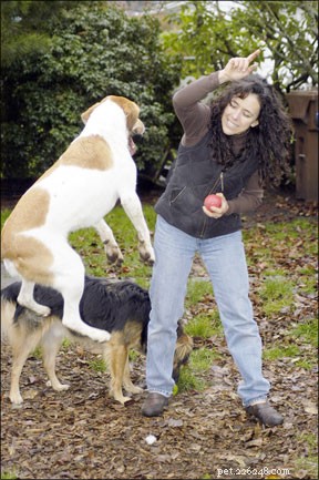 Effective Positive Dog Training Techniques for a Happier, Obedient Pet